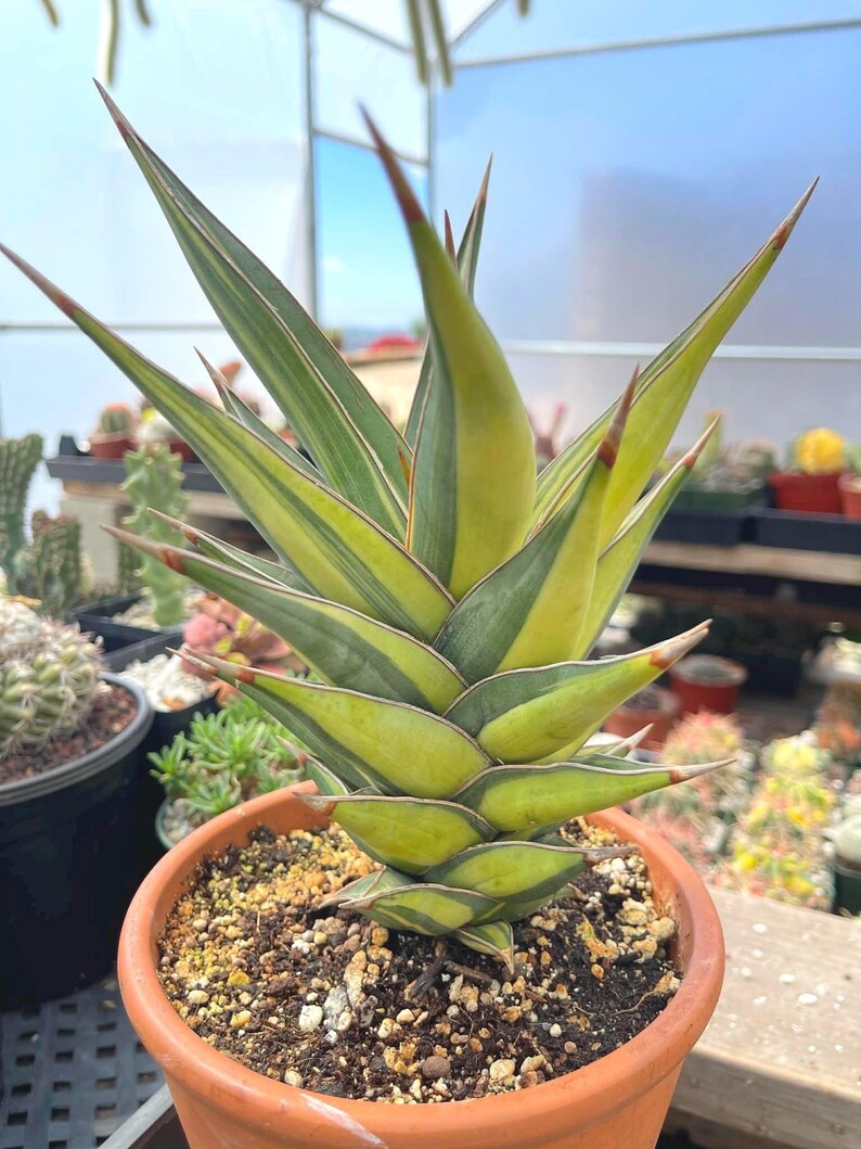 Variegated Sansevieria Pinguicula Live Plant – Easy Care