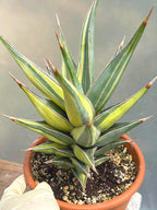 Variegated Sansevieria Pinguicula Live Plant – Easy Care