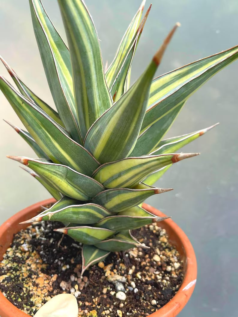 Variegated Sansevieria Pinguicula Live Plant – Easy Care