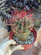 Ferocactus Gracilis Red Spine Barrel Cactus | Rare Live Cactus | Exact Plant #384