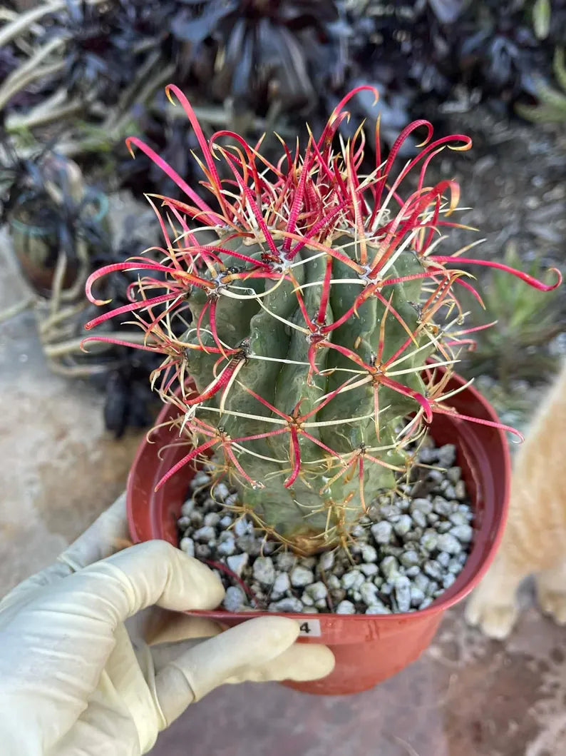 Ferocactus Gracilis Red Spine Barrel Cactus | Rare Live Cactus | Exact Plant #384