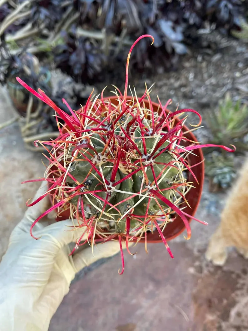 Ferocactus Gracilis Red Spine Barrel Cactus | Rare Live Cactus | Exact Plant #384