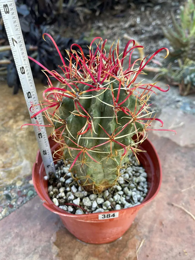 Ferocactus Gracilis Red Spine Barrel Cactus | Rare Live Cactus | Exact Plant #384