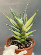 Variegated Sansevieria Pinguicula Live Plant – Easy Care