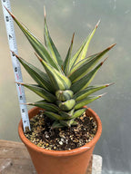 Variegated Sansevieria Pinguicula Live Plant – Easy Care
