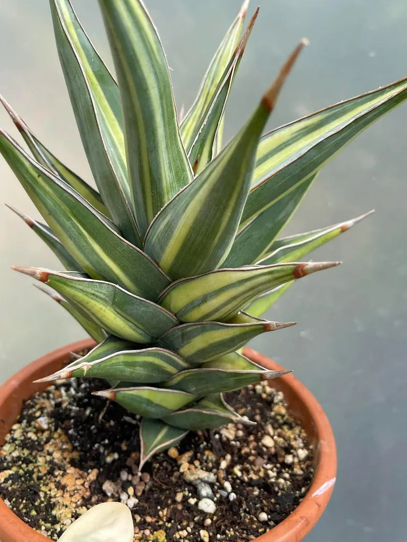 Variegated Sansevieria Pinguicula Live Plant – Easy Care