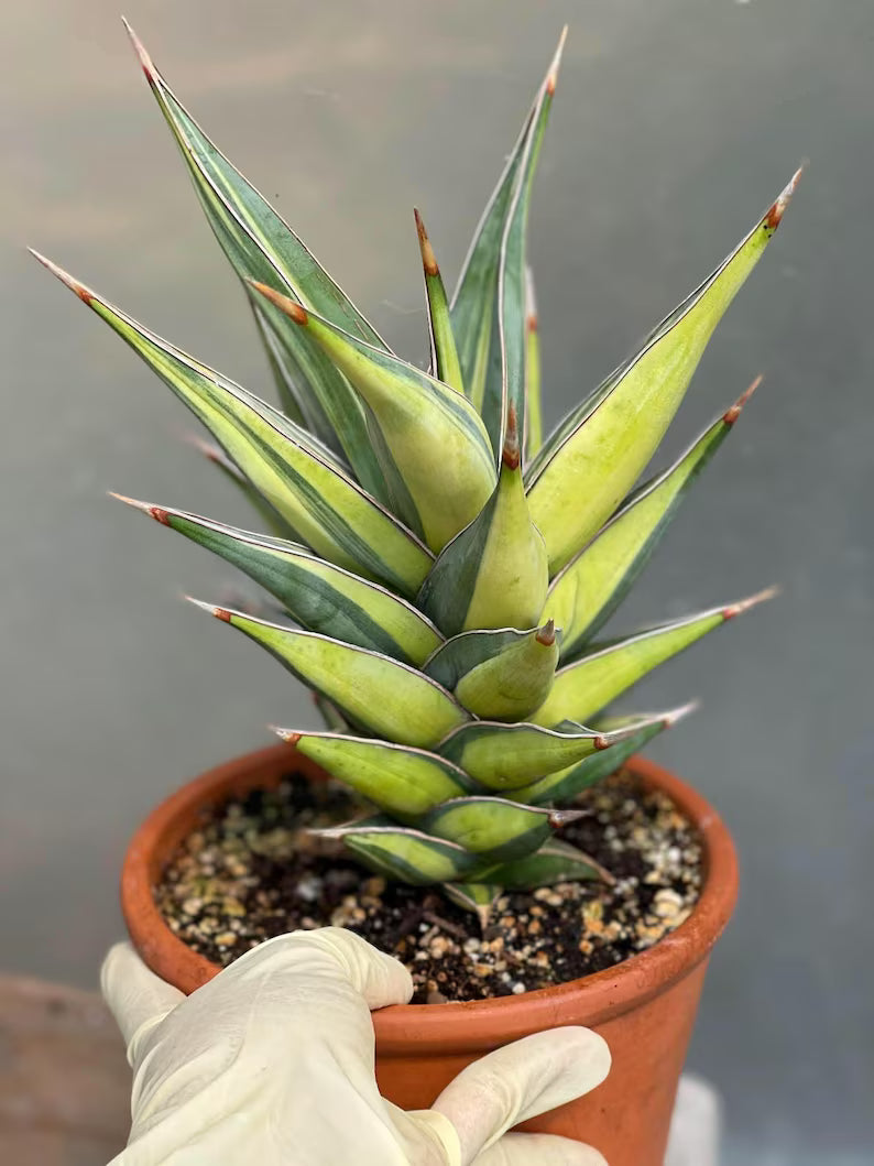 Variegated Sansevieria Pinguicula Live Plant – Easy Care