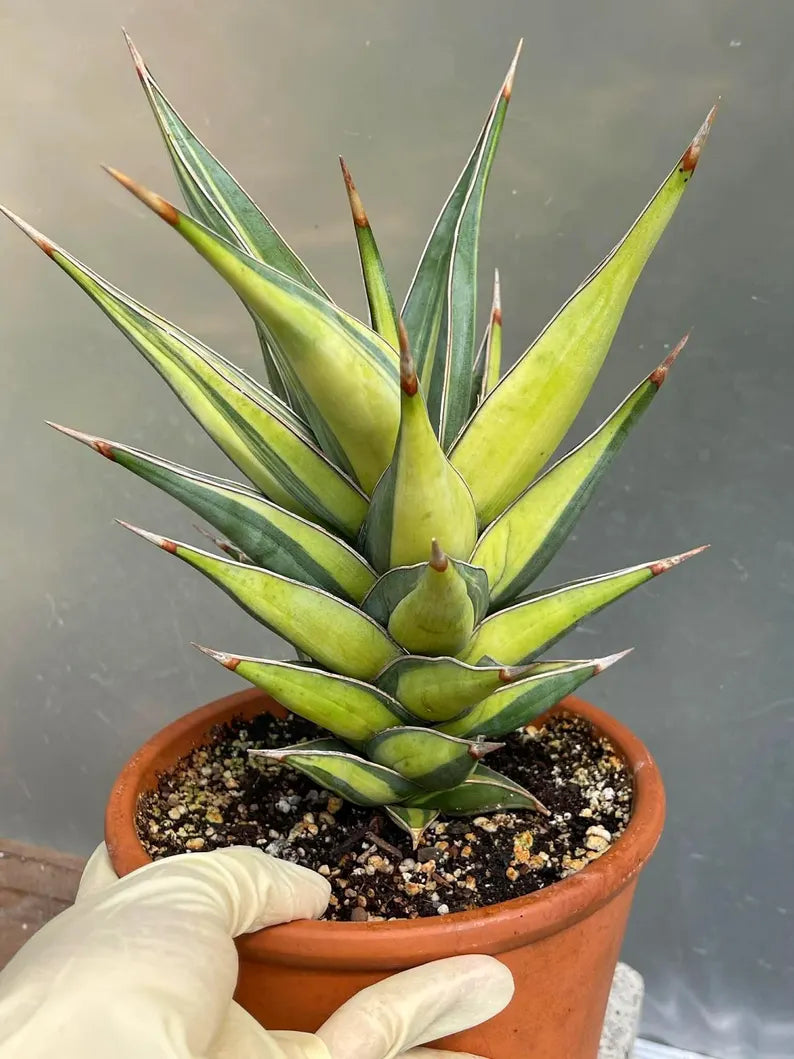 Variegated Sansevieria Pinguicula Live Plant – Easy Care