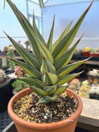 Variegated Sansevieria Pinguicula Live Plant – Easy Care