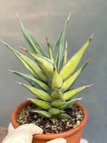 Variegated Sansevieria Pinguicula Live Plant – Easy Care