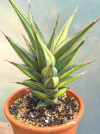 Variegated Sansevieria Pinguicula Live Plant – Easy Care