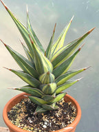 Variegated Sansevieria Pinguicula Live Plant – Easy Care