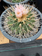 Thelocactus Rinconensis Live Cactus – Rare Seed-Grown Plant #795