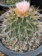 Thelocactus Rinconensis Live Cactus – Rare Seed-Grown Plant #795
