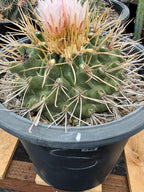 Thelocactus Rinconensis Live Cactus – Rare Seed-Grown Plant #795