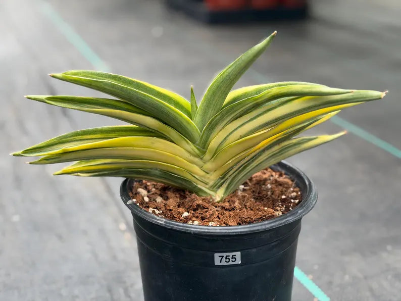 Variegated Sansevieria Suriyothai Live Plant #755
