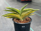 Variegated Sansevieria Suriyothai Live Plant #755