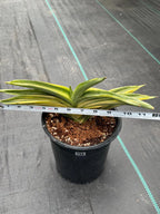 Variegated Sansevieria Suriyothai Live Plant #755