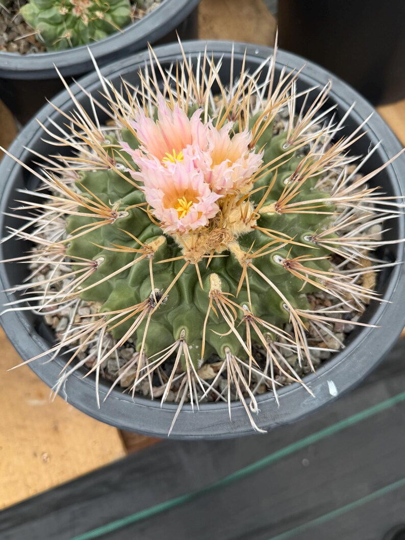 Thelocactus Rinconensis Live Cactus – Rare Seed-Grown Plant #795