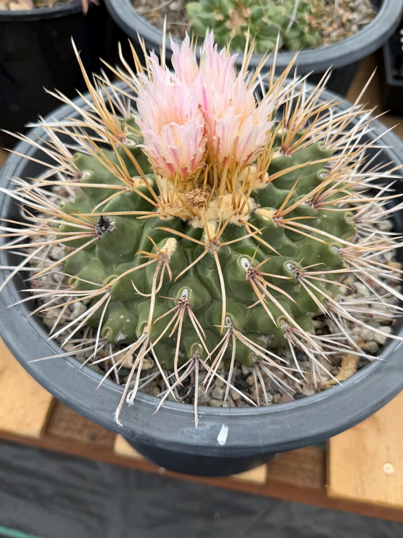 Thelocactus Rinconensis Live Cactus – Rare Seed-Grown Plant #795