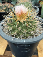 Thelocactus Rinconensis Live Cactus – Rare Seed-Grown Plant #795