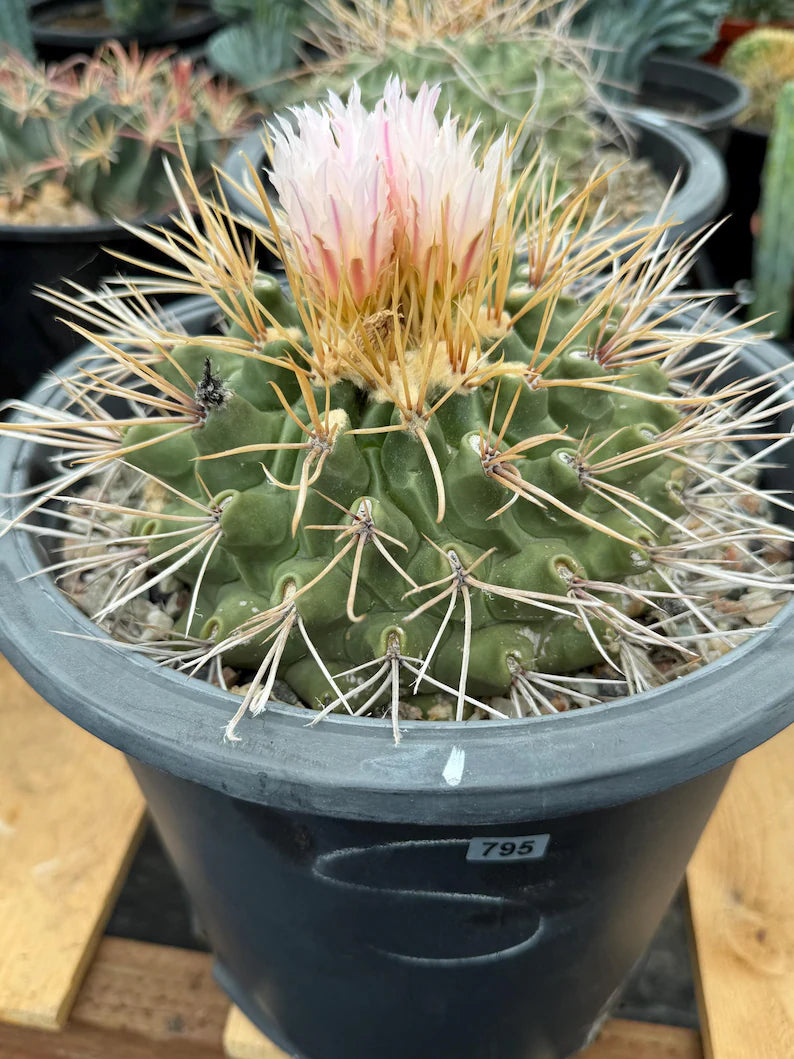 Thelocactus Rinconensis Live Cactus – Rare Seed-Grown Plant #795