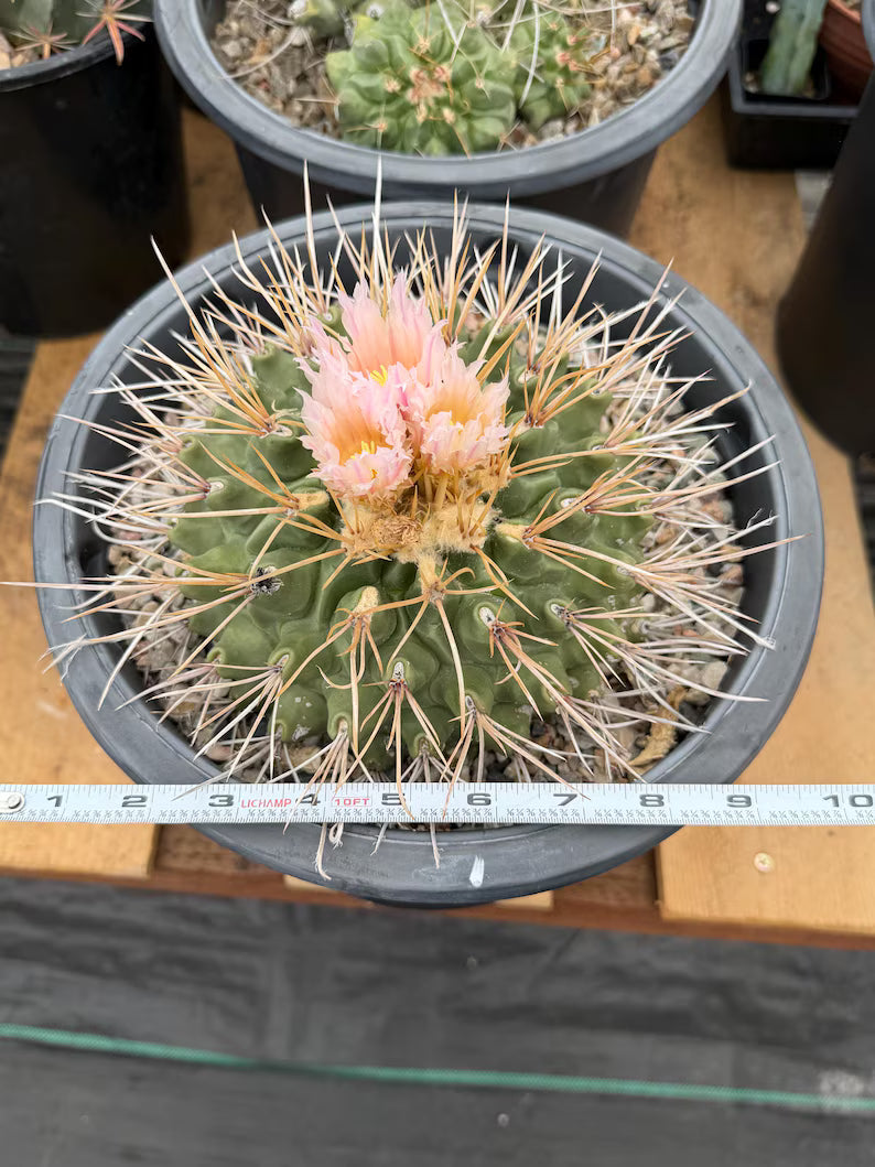 Thelocactus Rinconensis Live Cactus – Rare Seed-Grown Plant #795