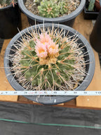 Thelocactus Rinconensis Live Cactus – Rare Seed-Grown Plant #795