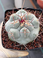 Thelocactus Hexaedrophorus | Rare Blue Cactus | Seed Grown Live Cactus | Rare Collector Plant | Exact Specimen #12