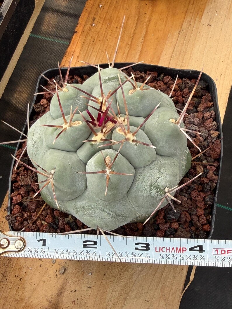 Thelocactus Hexaedrophorus | Rare Blue Cactus | Seed Grown Live Cactus | Rare Collector Plant | Exact Specimen #12