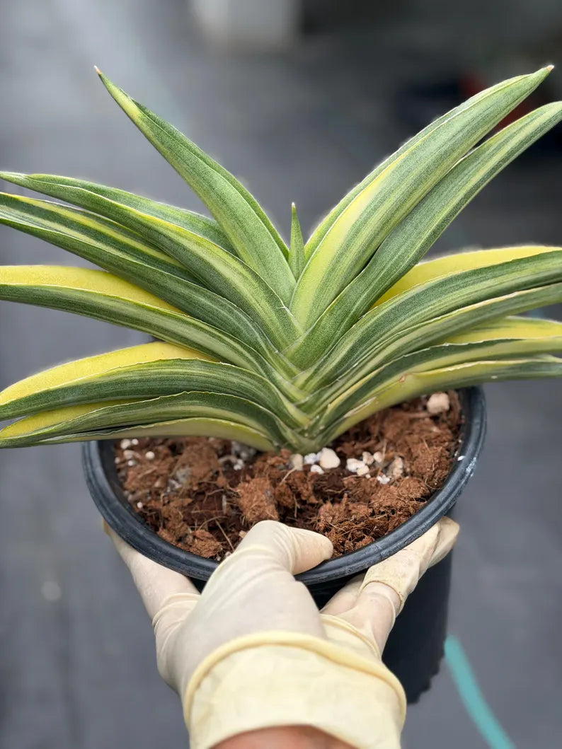 Variegated Sansevieria Suriyothai Live Plant #755