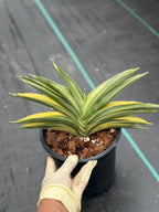 Variegated Sansevieria Suriyothai Live Plant #755