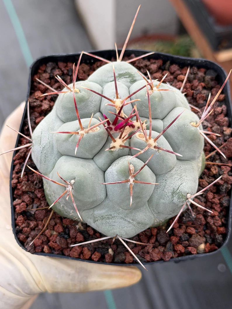 Thelocactus Hexaedrophorus | Rare Blue Cactus | Seed Grown Live Cactus | Rare Collector Plant | Exact Specimen #12