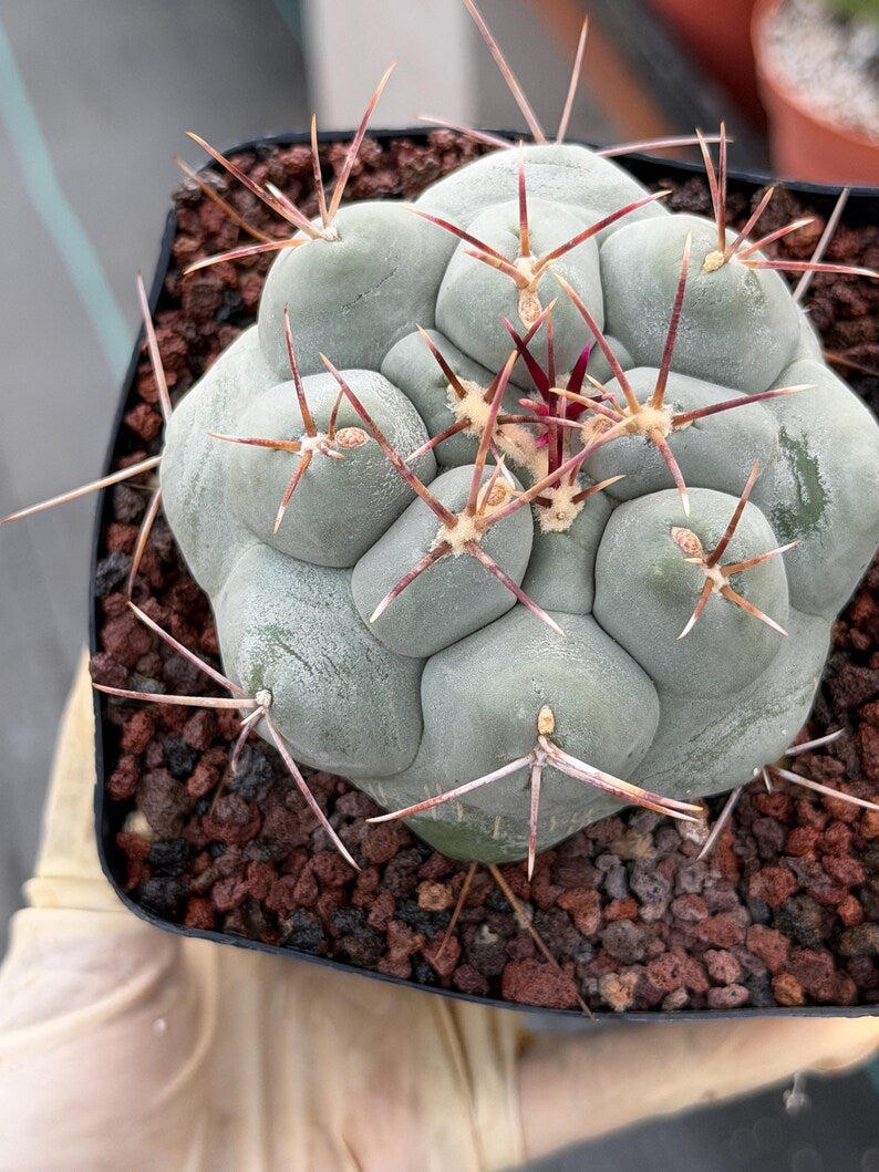 Thelocactus Hexaedrophorus | Rare Blue Cactus | Seed Grown Live Cactus | Rare Collector Plant | Exact Specimen #12