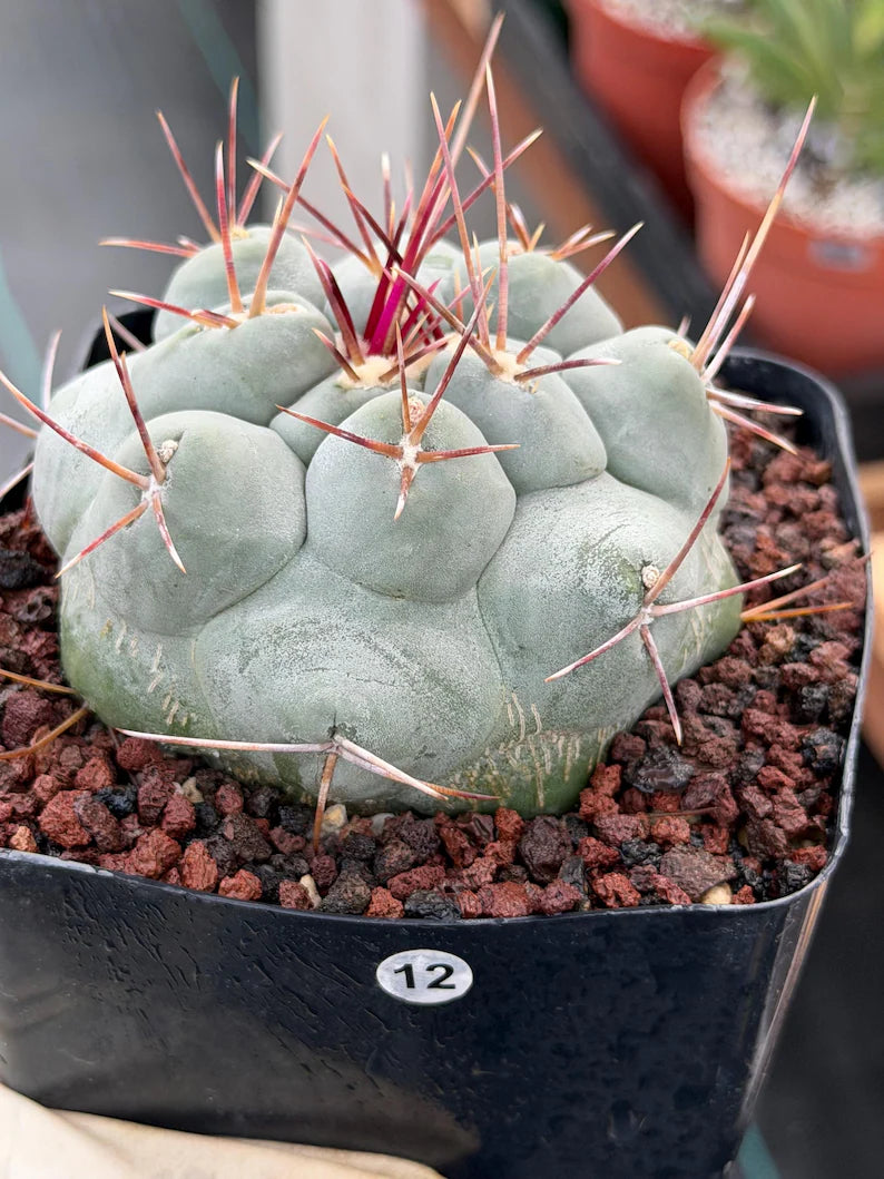Thelocactus Hexaedrophorus | Rare Blue Cactus | Seed Grown Live Cactus | Rare Collector Plant | Exact Specimen #12