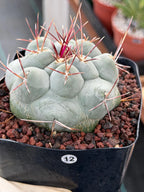 Thelocactus Hexaedrophorus | Rare Blue Cactus | Seed Grown Live Cactus | Rare Collector Plant | Exact Specimen #12