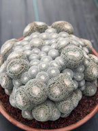 Mammillaria Perbella Monster Cluster Live Cactus