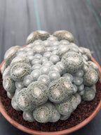 Mammillaria Perbella Monster Cluster Live Cactus