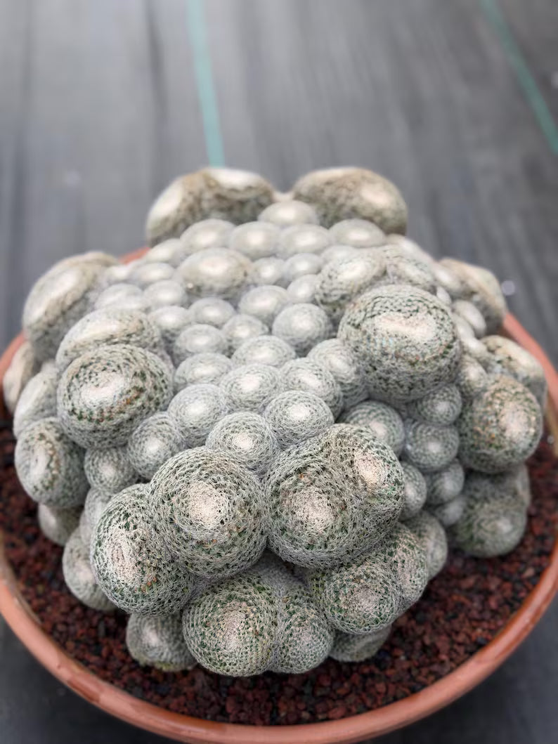 Mammillaria Perbella Monster Cluster Live Cactus