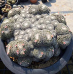 Mammillaria Perbella Monster Cluster Live Cactus