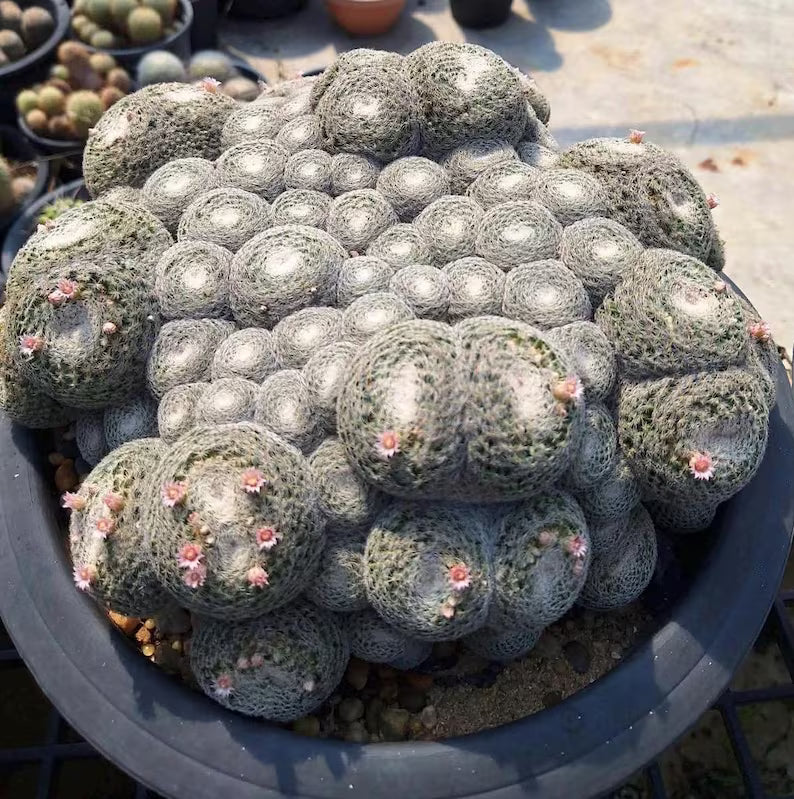 Mammillaria Perbella Monster Cluster Live Cactus