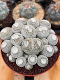 Mammillaria Perbella Cluster Live Cactus #185