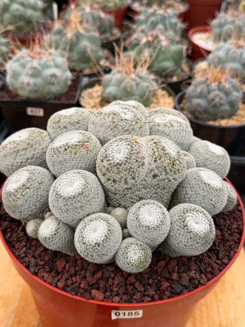 Mammillaria Perbella Cluster Live Cactus #185