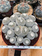 Mammillaria Perbella Cluster Live Cactus #185