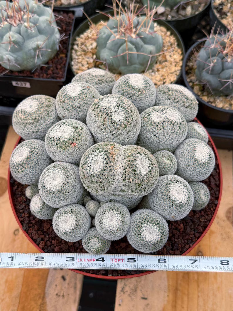 Mammillaria Perbella Cluster Live Cactus #185