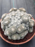 Mammillaria Perbella Monster Cluster Live Cactus