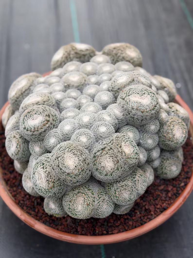 Mammillaria Perbella Monster Cluster Live Cactus