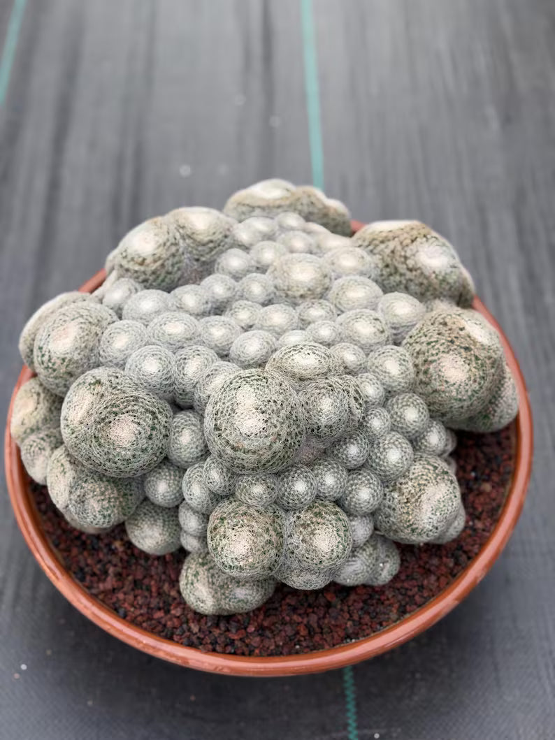 Mammillaria Perbella Monster Cluster Live Cactus