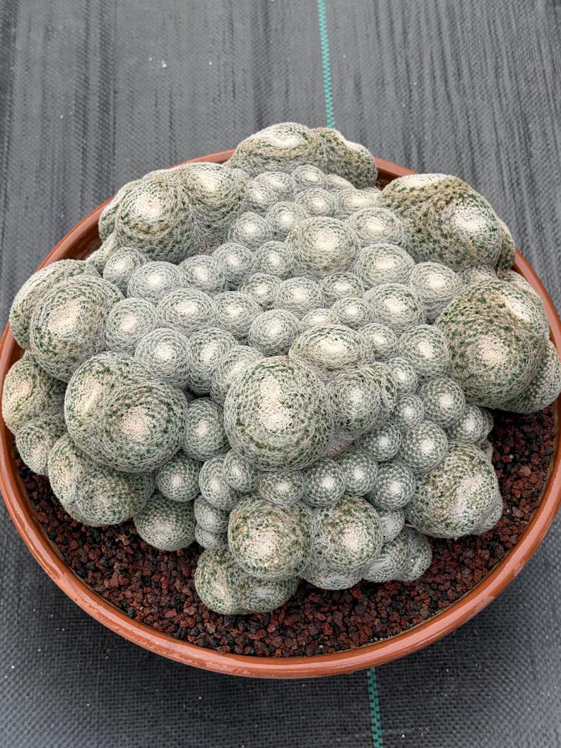 Mammillaria Perbella Monster Cluster Live Cactus