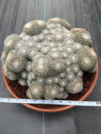 Mammillaria Perbella Monster Cluster Live Cactus